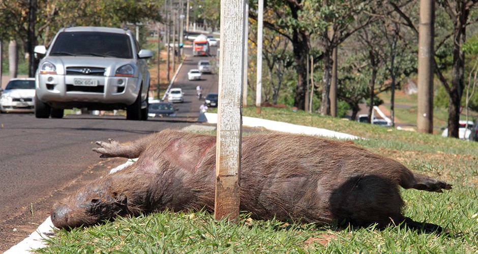 Além de ser triste, a cena é comum no Parque Ecológico Anhanduí e capivaras mortas fazem parte do cotidiano no local