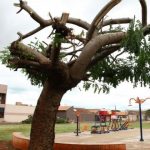 Poda de uma árvore Oiti, no bairro Aero Rancho Setor III, movimenta fiscais da Semadur e causa polêmica
