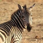 Com promessa de passeio da zebra, neste fim de semana começa a temida, mas emocionante fase do "mata-mata" na Arena Campo Nobre