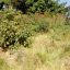 Terrenos baldios aumentam na região do Anhanduzinho e moradores sentem medo