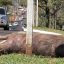 Sem respeitar placas de sinalizações, motoristas matam animais silvestres no Parque Ecológico Anhanduí