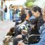 Tutores de cães e gatos, podem procurar equipes da Subea, no Guanandizão, para tratamento dos animais de estimação